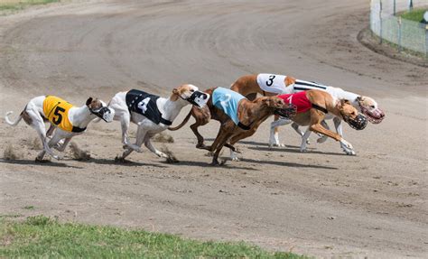 How and Where to Bet on Greyhound Races Online .